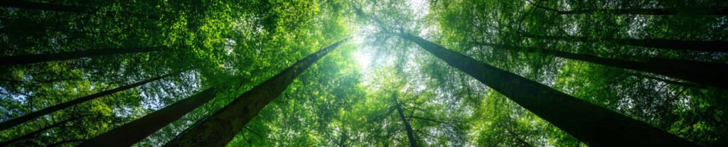 eco responsable foret